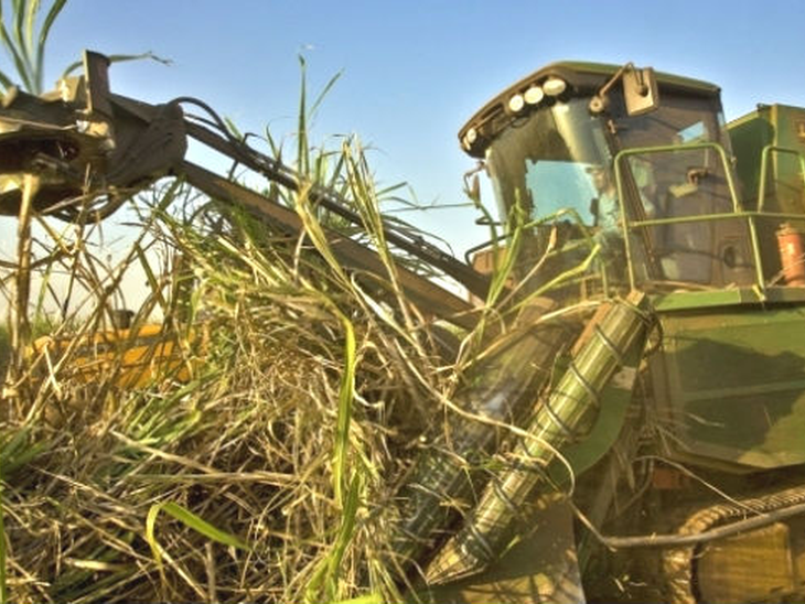 A região Centro-Sul atingiu 589,35 mil toneladas de cana-de-açúcar na 2ª quinzena de janeiro
