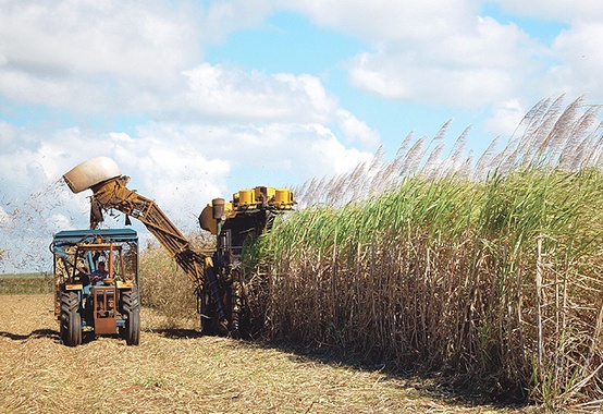 Produção de etanol deve crescer 20% este ano Produção de etanol deve crescer 20% este ano