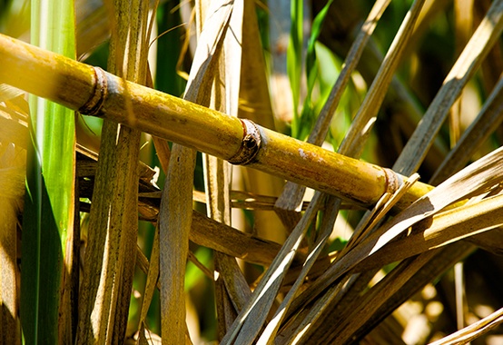 Evento em São Paulo apresenta o cenário do etanol nacional Evento em São Paulo apresenta o cenário do etanol nacional