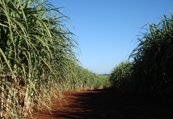 Os cenários para a cana em 2015 Os cenários para a cana em 2015
