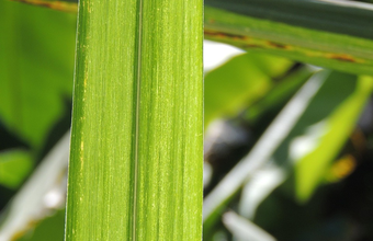 Etanol anidro recua 1,80% e hidratado cai 1,23%, aponta Cepea/Esalq