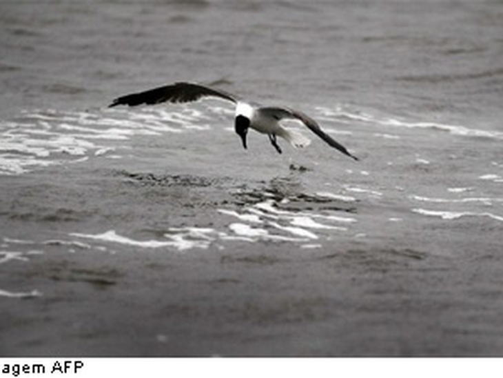 BP, Transocean e Halliburton trocam acusações sobre maré negra
