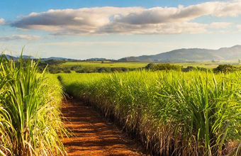 Cientistas mapeiam microbioma de usinas em busca de maior eficiência na produção de etanol