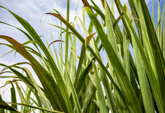 Lançado Relatório Cana Zoom com condições de colheita e clima na produção de cana-de-açúcar Lançado Relatório Cana Zoom com condições de colheita e clima na produção de cana-de-açúcar