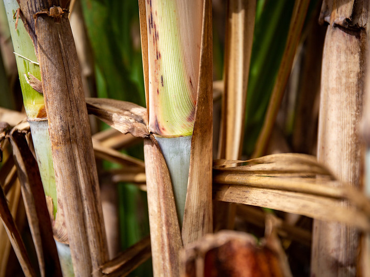 Comissão de Cana-de-Açúcar e Energia Renovável da FAESP debate alternativas para melhorar a remuneração do fornecedor de cana e aumentar a competitividade do etanol