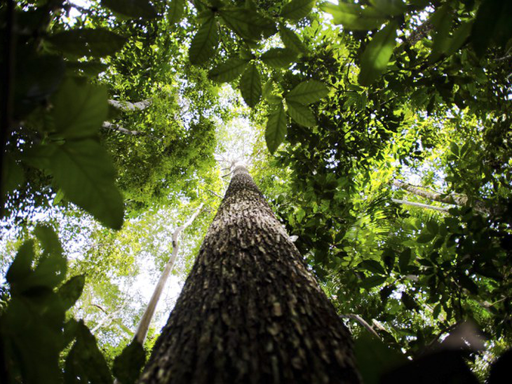 Encontro de empresas, produtores e cientistas implanta Modelo Amazônia Sustentável