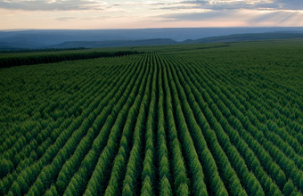 Aperam BioEnergia fecha contrato inédito na América Latina para venda de remoções de carbono