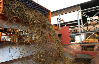 Moagem de cana-de-açúcar atinge 46,54 milhões de toneladas na primeira quinzena de julho