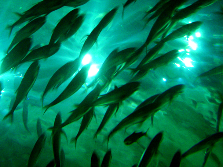 Resíduos da pesca podem produzir biodiesel