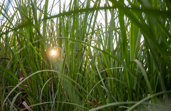 Etanol: Análise Agromensal Conjuntural Abril/22 Cepea/Esalq/USP
