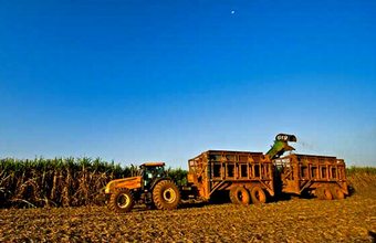 MG deverá colher 77,2 milhões de toneladas de cana na safra 2025/26, projeta Siamig