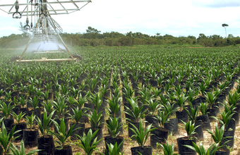 Projeto de óleo de palma integrará o Fundo de Desenvolvimento da Amazônia