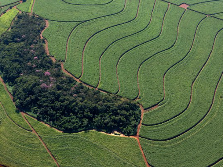 Usinas da Copersucar conservam mais de 110 mil hectares de vegetação