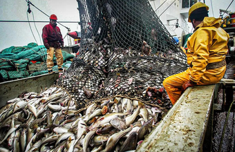 Pesca predatória é apontada como grande vilã da devastação oceânica