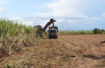 Safra de cana mineira acumula 4,77 milhões de toneladas em 2023/23