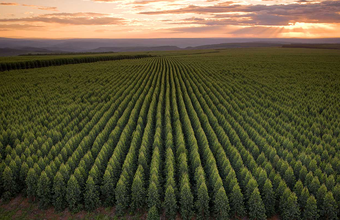 Pequenos agricultores do Vale do Jequitinhonha poderão plantar hortaliças nas terras da Aperam BioEnergia