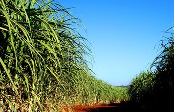 Setor sucroenergético vive tormenta