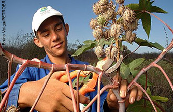Norma da ANP não muda planos de usar mamona na produção 