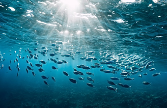 Dia Mundial do Mar: saiba como embalagens de aço podem ajudar a diminuir a poluição nos oceanos