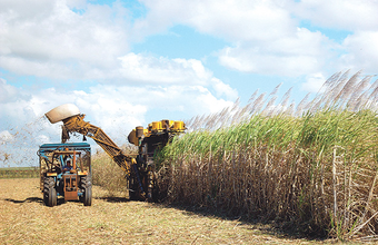 Processamento cresce 12% na atual safra