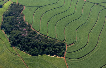 Usinas da Copersucar conservam mais de 110 mil hectares de vegetação