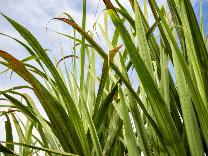 Lançado Relatório Cana Zoom com condições de colheita e clima na produção de cana-de-açúcar