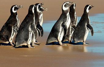 Projeto de Monitoramento de Praias registrou mais de doze mil animais este ano no litoral brasileiro