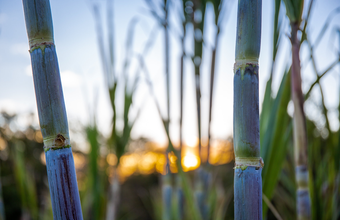 Moagem de cana-de-açúcar atinge 32 milhões de toneladas em MS