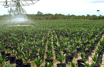 Vale e Petrobras Biocombustível estudam parceria
