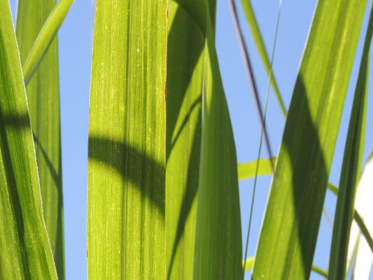 Etanol volta a subir no indicador semanal