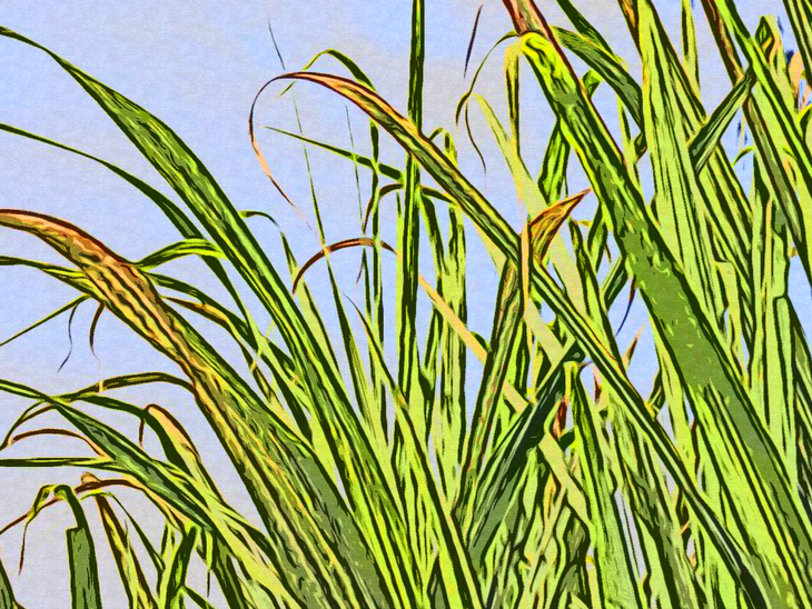 Hidratado recua 0,83% após sete semanas em alta; anidro segue valorizado