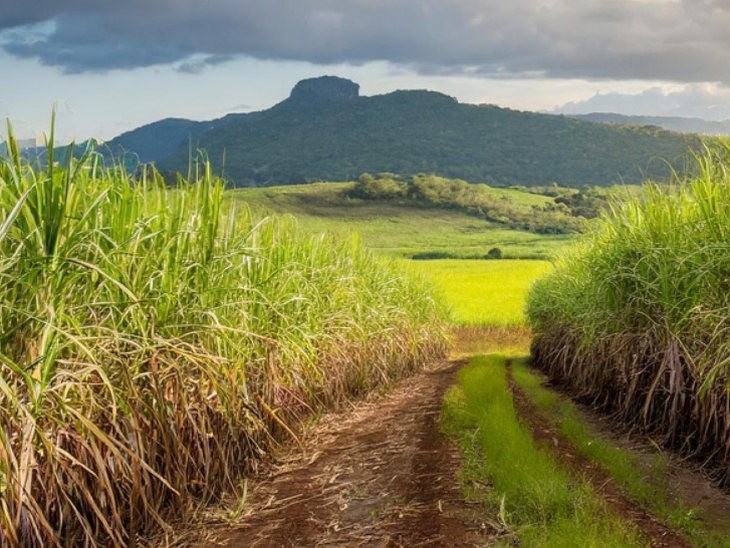 Lei que regulamenta mercado de carbono no Brasil é sancionada e amplia oportunidades aos produtores de cana