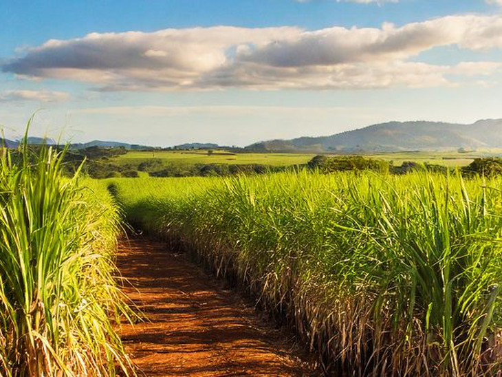 Cientistas mapeiam microbioma de usinas em busca de maior eficiência na produção de etanol