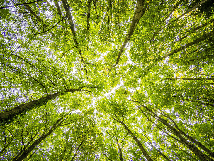 Vale e Grupo Algar fecham acordo para proteger 50 mil hectares de floresta na Amazônia paraense