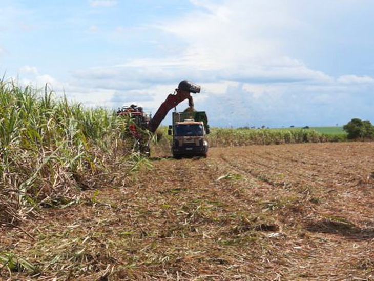 Safra de cana mineira acumula 4,77 milhões de toneladas em 2023/23