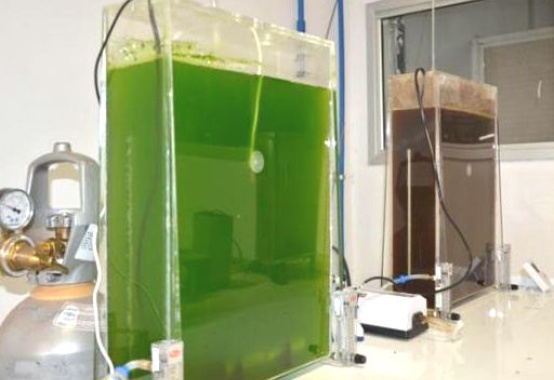 Pesquisa da Embrapa identifica microalgas que geram biocombustíveis Pesquisa da Embrapa identifica microalgas que geram biocombustíveis