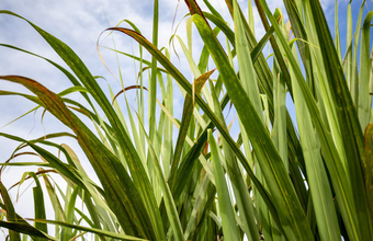 Hidratado fecha em alta de 3,24%; anidro valoriza 3,05%