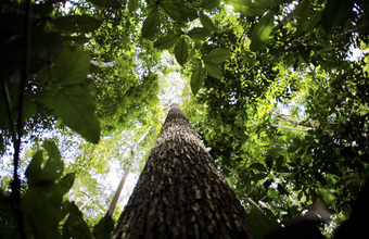 Encontro de empresas, produtores e cientistas implanta Modelo Amazônia Sustentável