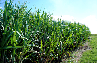 Bevap Bionergia tem o maior projeto de irrigação do Brasil no setor sucroalcooleiro