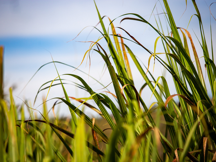 UISA Biogás consegue R$ 80 milhões de financiamento para construção de unidade produtora de biogás e energia elétrica em Mato Grosso