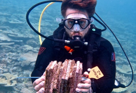 Corais sob risco: estudo aponta que mudança do clima pode inviabilizar regeneração natural de recifes marinhos Corais sob risco: estudo aponta que mudança do clima pode inviabilizar regeneração natural de recifes marinhos