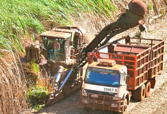 Uso da palha da cana para gerar bioenergia requer critérios, aponta estudo Uso da palha da cana para gerar bioenergia requer critérios, aponta estudo