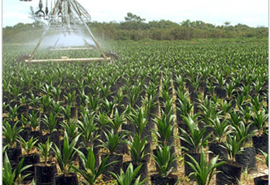 Diversificação de biocombustíveis é tema de congresso em SP Diversificação de biocombustíveis é tema de congresso em SP