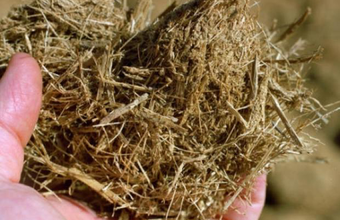 Engenharia genética desenvolvida no Brasil potencializa produção de etanol de segunda geração