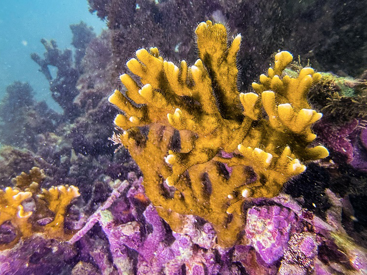 Constellation apoia restauração de recifes de coral no Nordeste em parceria com a Biofábrica de Corais