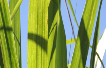 Etanol fecha semana em alta; Indicador Diário Paulínia registra queda