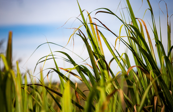 Produção de cana-de-açúcar em Minas Gerais atinge 27,5 milhões de toneladas e registra crescimento notável