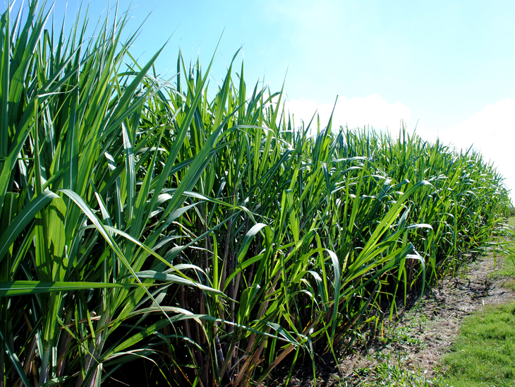 Bevap Bionergia tem o maior projeto de irrigação do Brasil no setor sucroalcooleiro