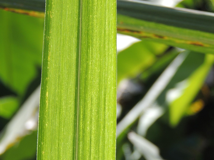 Hidratado sobe pela 9ª semana seguida