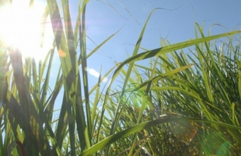 Rota aérea entre Estados Unidos e Brasil vai ficar mais sustentável